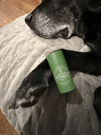 Dog enjoyed using