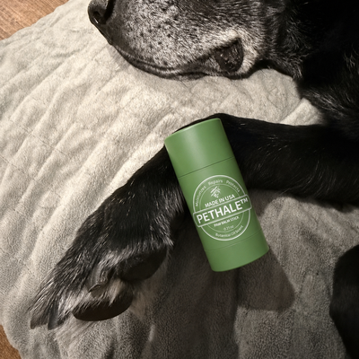 Dog enjoyed using