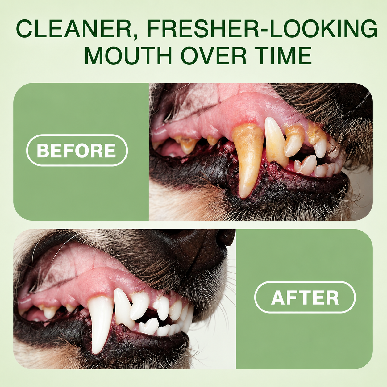 🦷 Pethale™ Pet Oral Spray